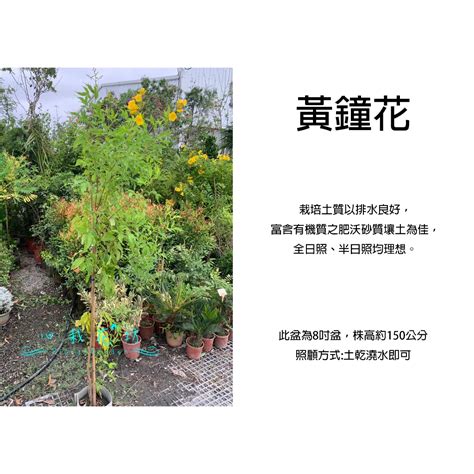 樹開花|綠化